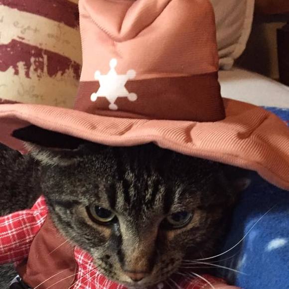 lazicat